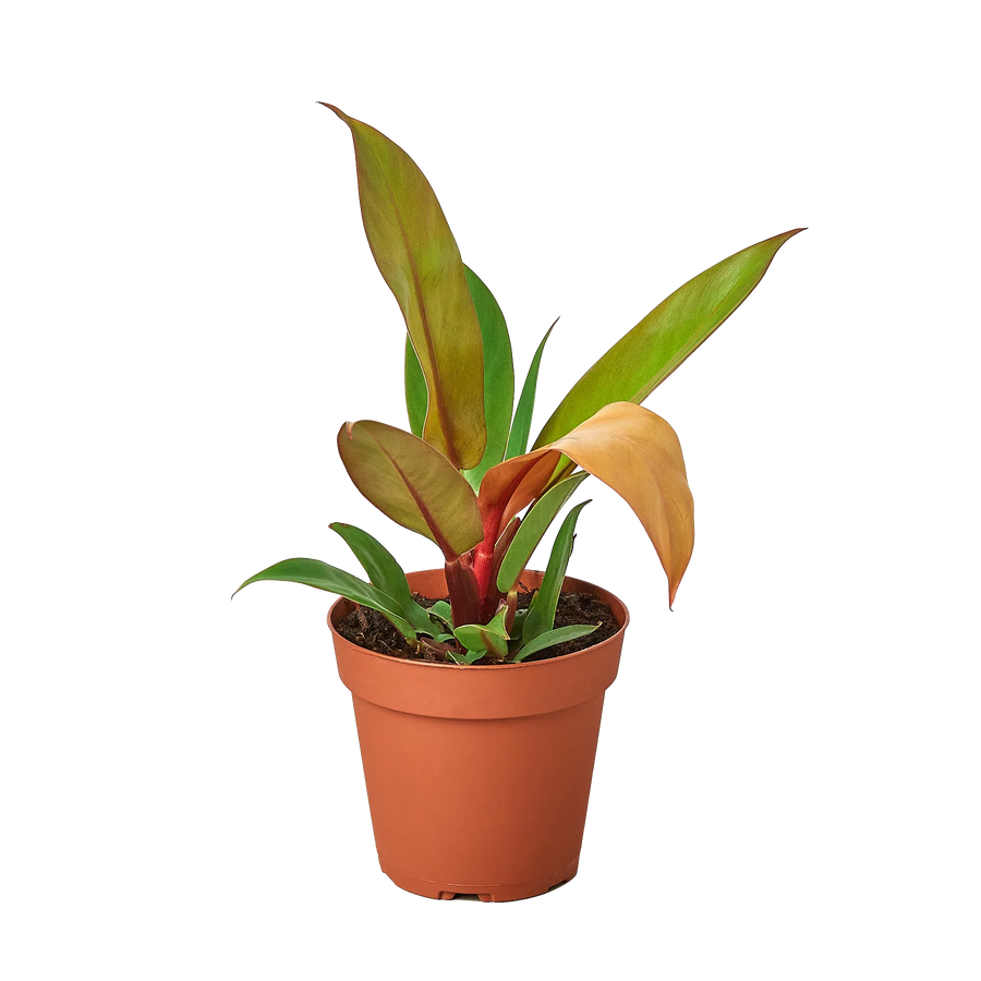 Philodendron 'Prince of Orange'-4" Plant (1pk/$2) ($6 Ship/15oz)-American Plant Supply