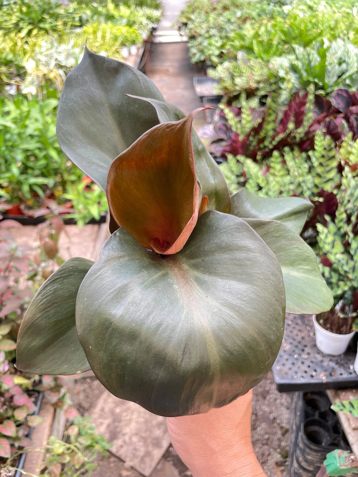 Philodendron 'Red Heart'-Indoor Plants-American Plant Supply