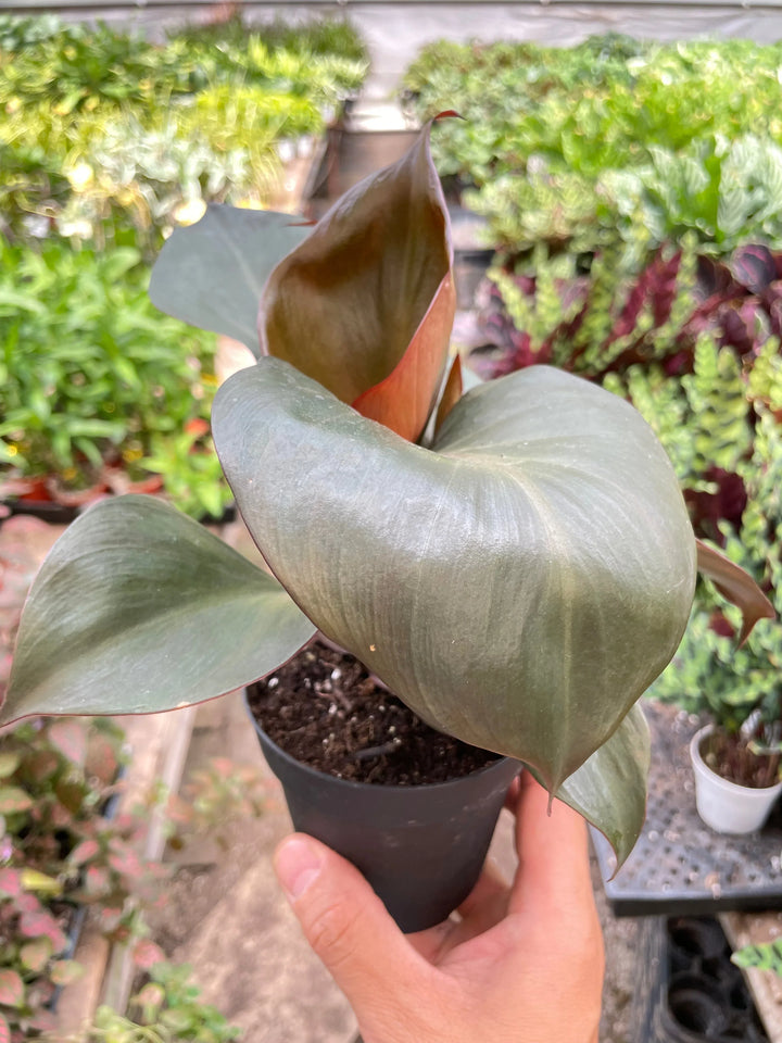 Philodendron 'Red Heart'-Indoor Plants-American Plant Supply