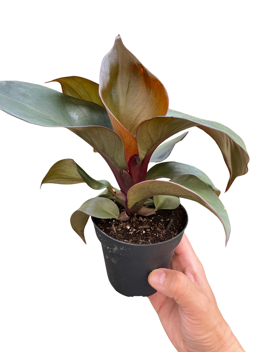 Philodendron 'Red Heart'-Indoor Plants-American Plant Supply