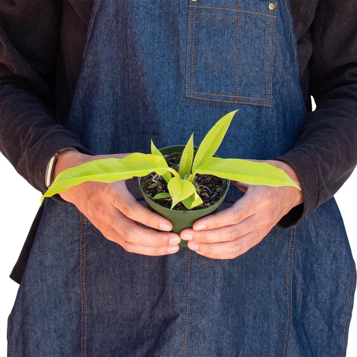 Philodendron 'Ring of Fire Gold'-Indoor Plants-American Plant Supply