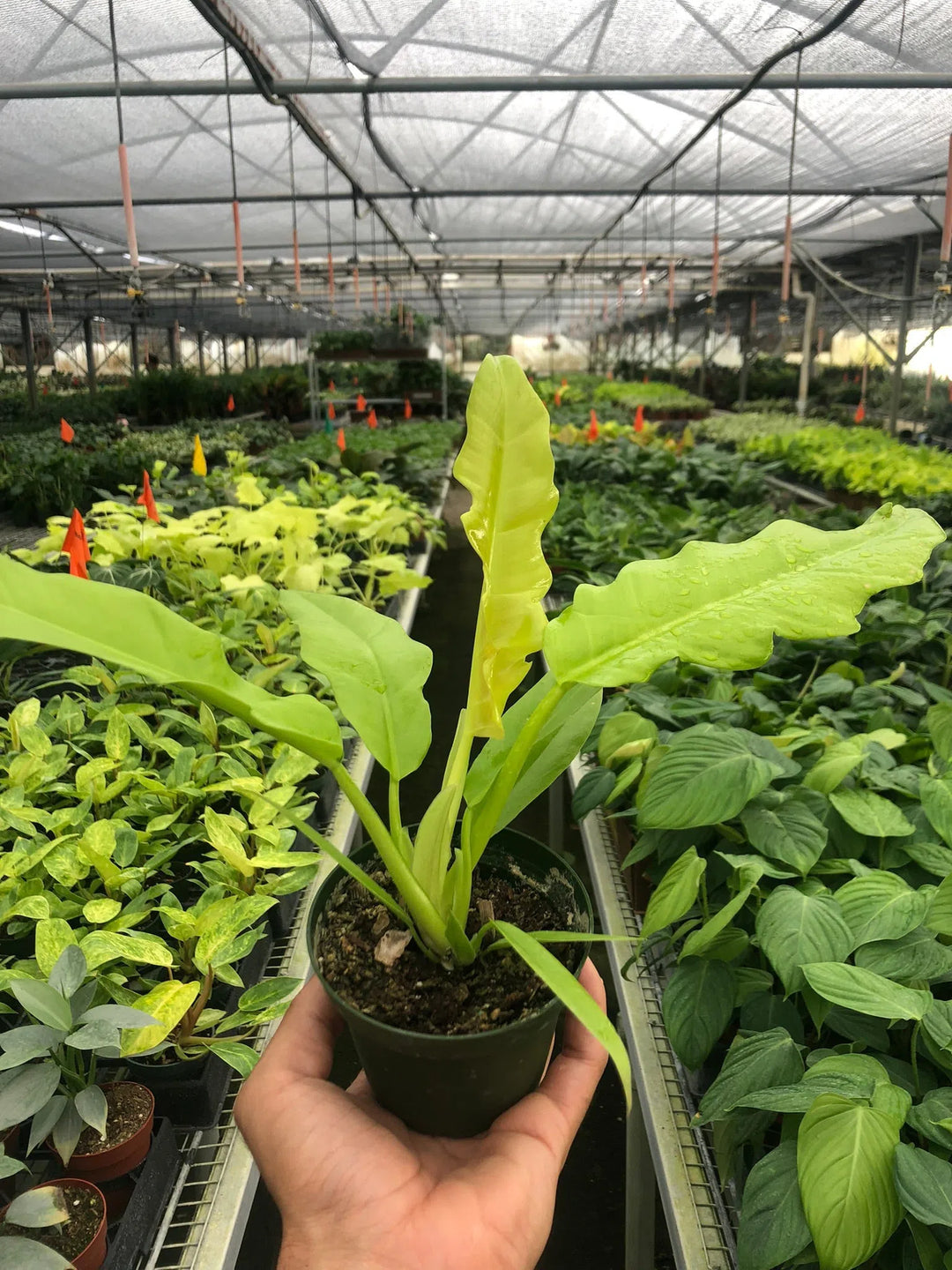 Philodendron 'Ring of Fire Gold'-Indoor Plants-American Plant Supply