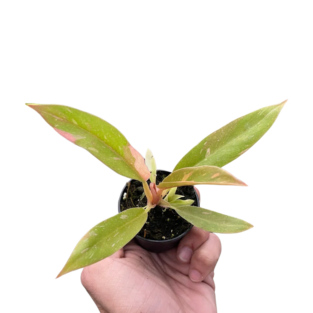 Philodendron Ring of Fire Variegated-Indoor Plants-American Plant Supply