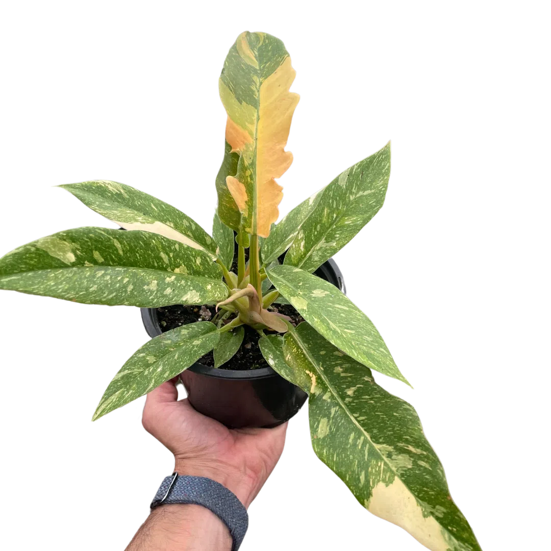 Philodendron Ring of Fire Variegated-Indoor Plants-American Plant Supply