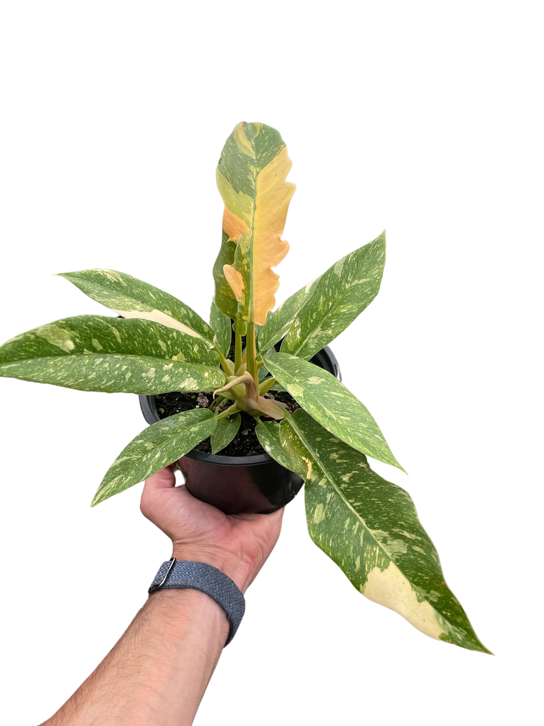 Philodendron Ring of Fire Variegated-Indoor Plants-American Plant Supply