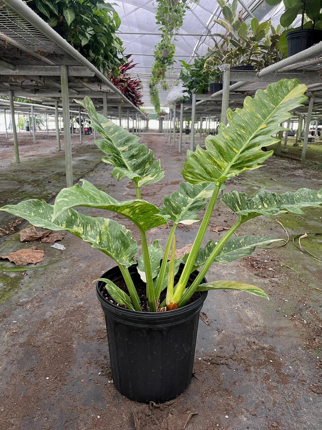 Philodendron Ring of Fire Variegated-Indoor Plants-American Plant Supply