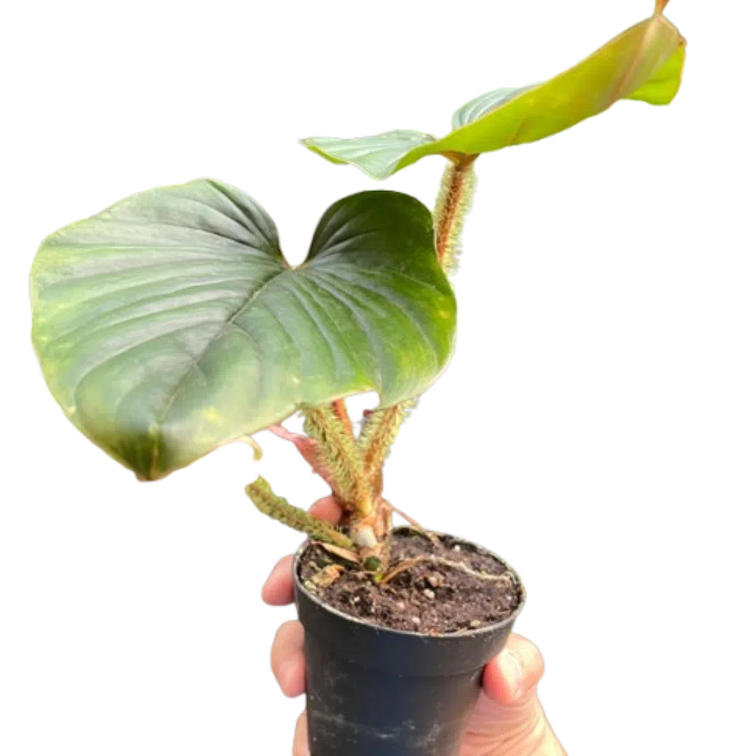 Philodendron 'Serpens'-Indoor Plants-American Plant Supply