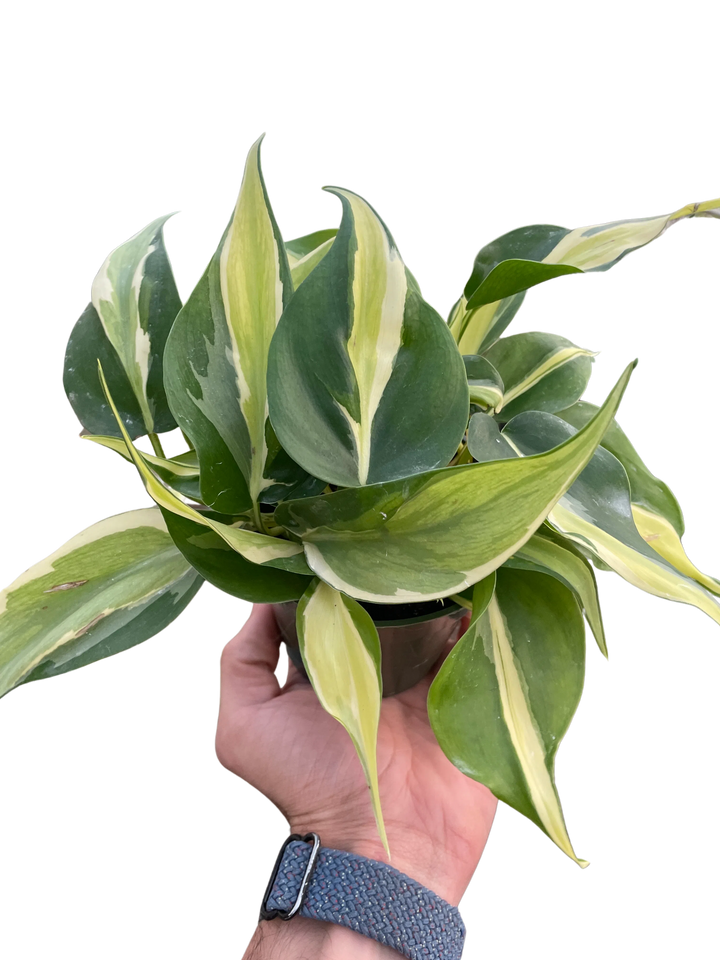 Philodendron 'Silver Stripe'-Indoor Plants-American Plant Supply