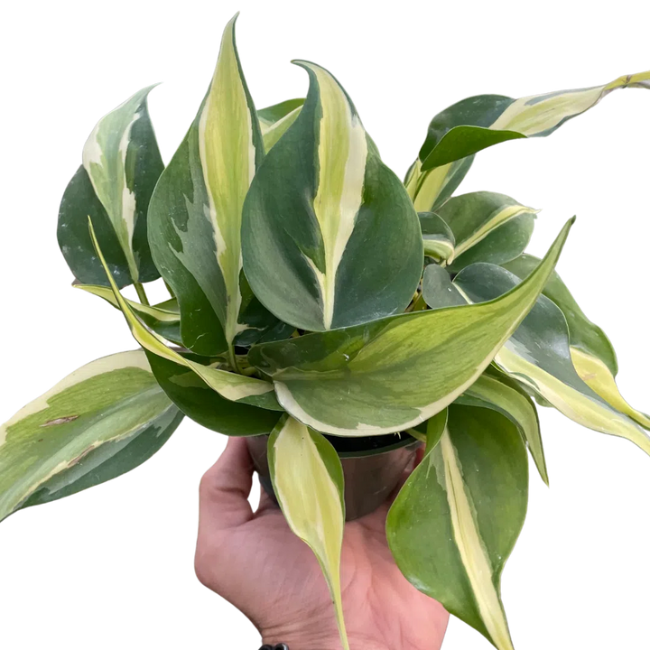 Philodendron 'Silver Stripe'-Indoor Plants-American Plant Supply