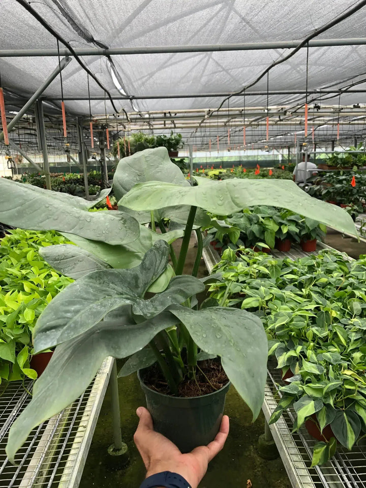 Philodendron 'Silver Sword'-Indoor Plants-American Plant Supply