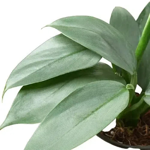 Philodendron 'Silver Sword'-Indoor Plants-American Plant Supply