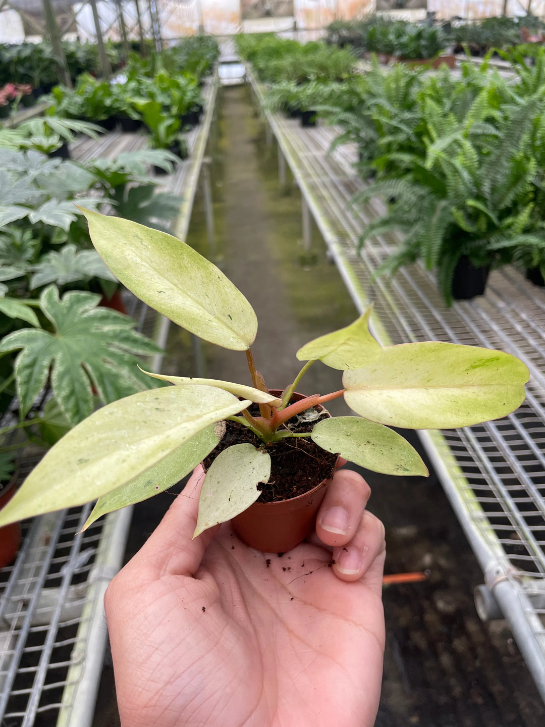 Philodendron 'Snowdrift'-Indoor Plants-American Plant Supply