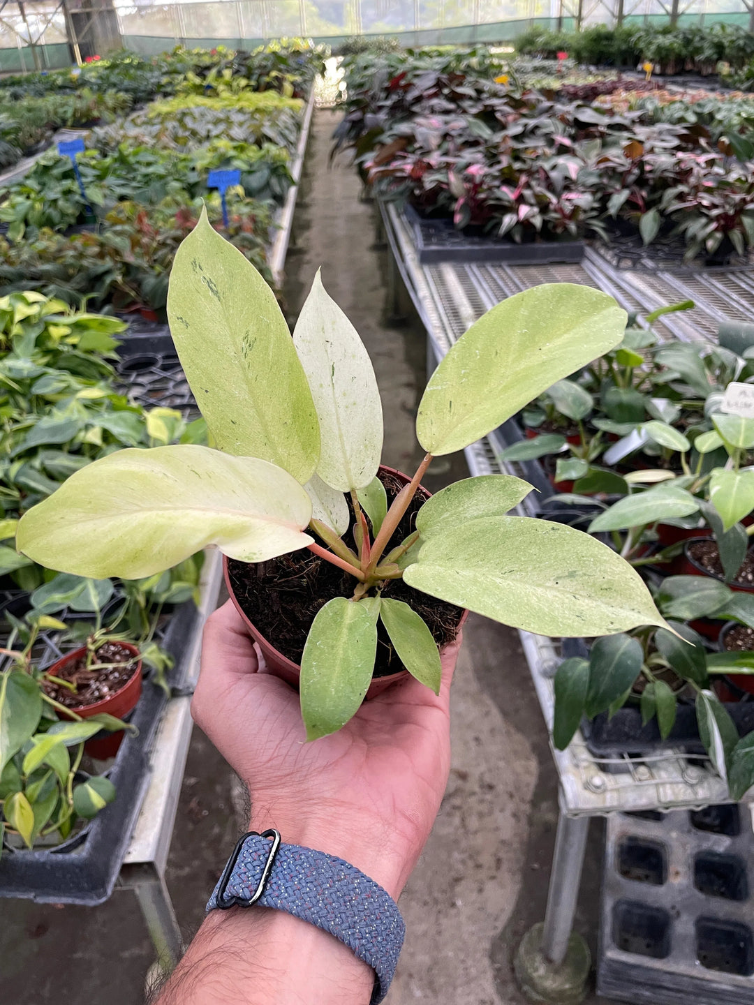 Philodendron 'Snowdrift'-Indoor Plants-American Plant Supply