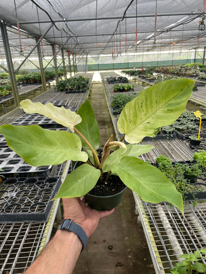 Philodendron 'Snowdrift'-Indoor Plants-American Plant Supply