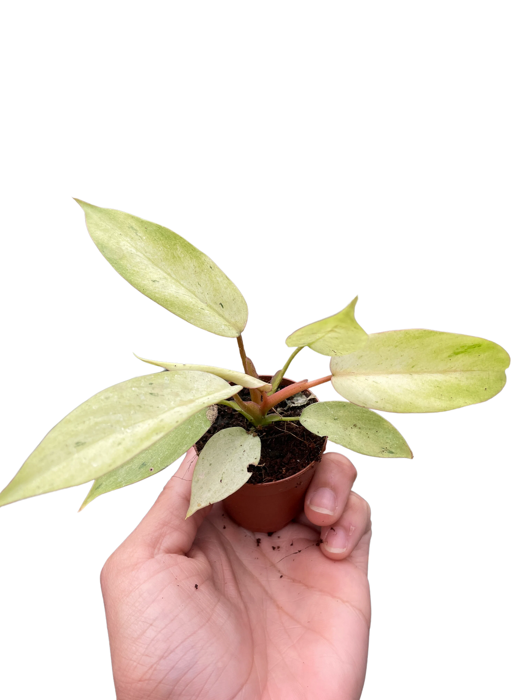 Philodendron 'Snowdrift'-Indoor Plants-American Plant Supply