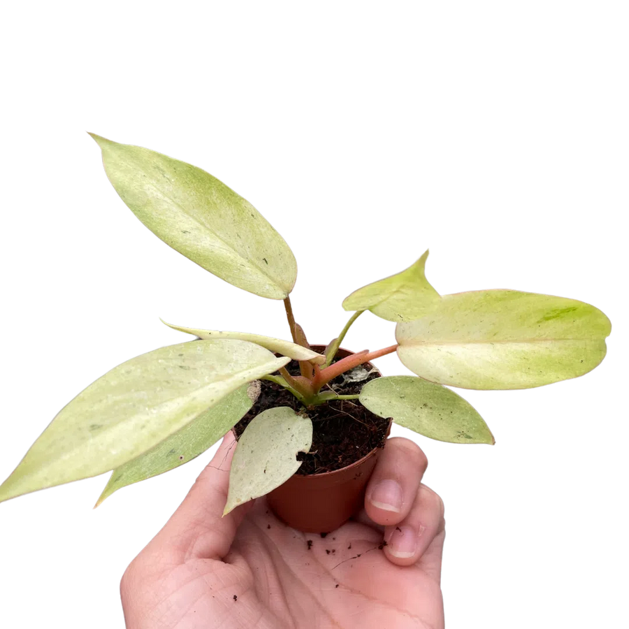 Philodendron 'Snowdrift'-Indoor Plants-American Plant Supply