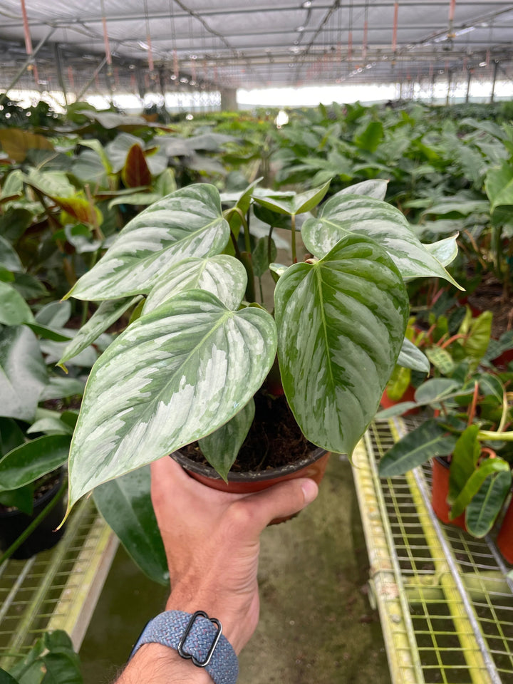 Philodendron 'Sodiroi'-Indoor Plants-American Plant Supply