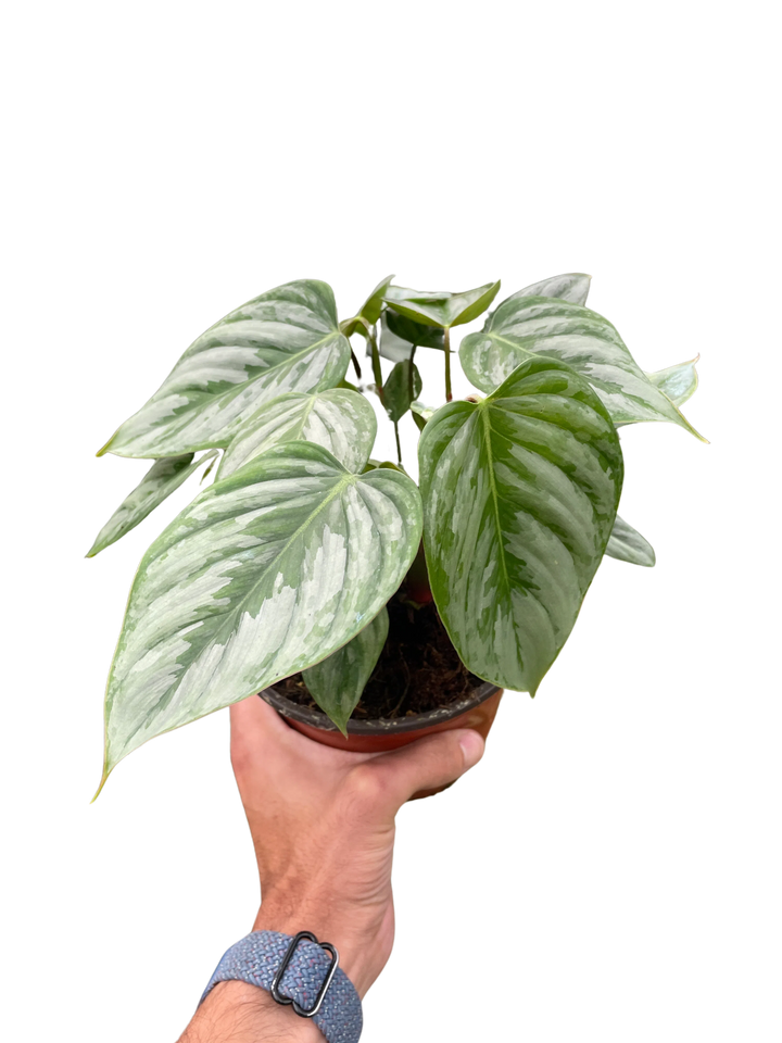 Philodendron 'Sodiroi'-Indoor Plants-American Plant Supply