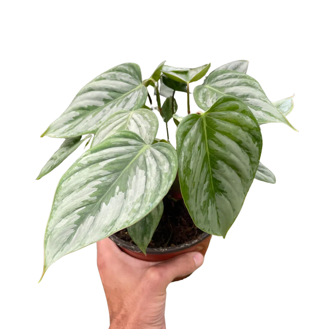 Philodendron 'Sodiroi'-Indoor Plants-American Plant Supply