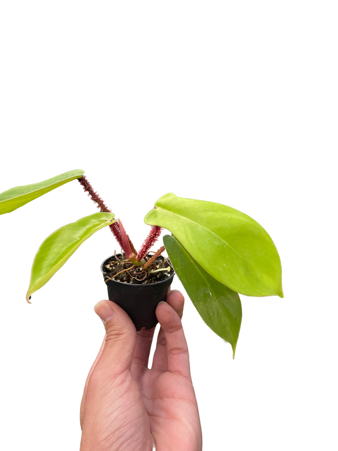 Philodendron 'Squamiferum'-Indoor Plants-American Plant Supply