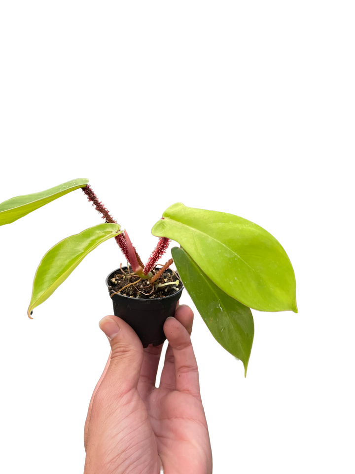 Philodendron 'Squamiferum'-Indoor Plants-American Plant Supply