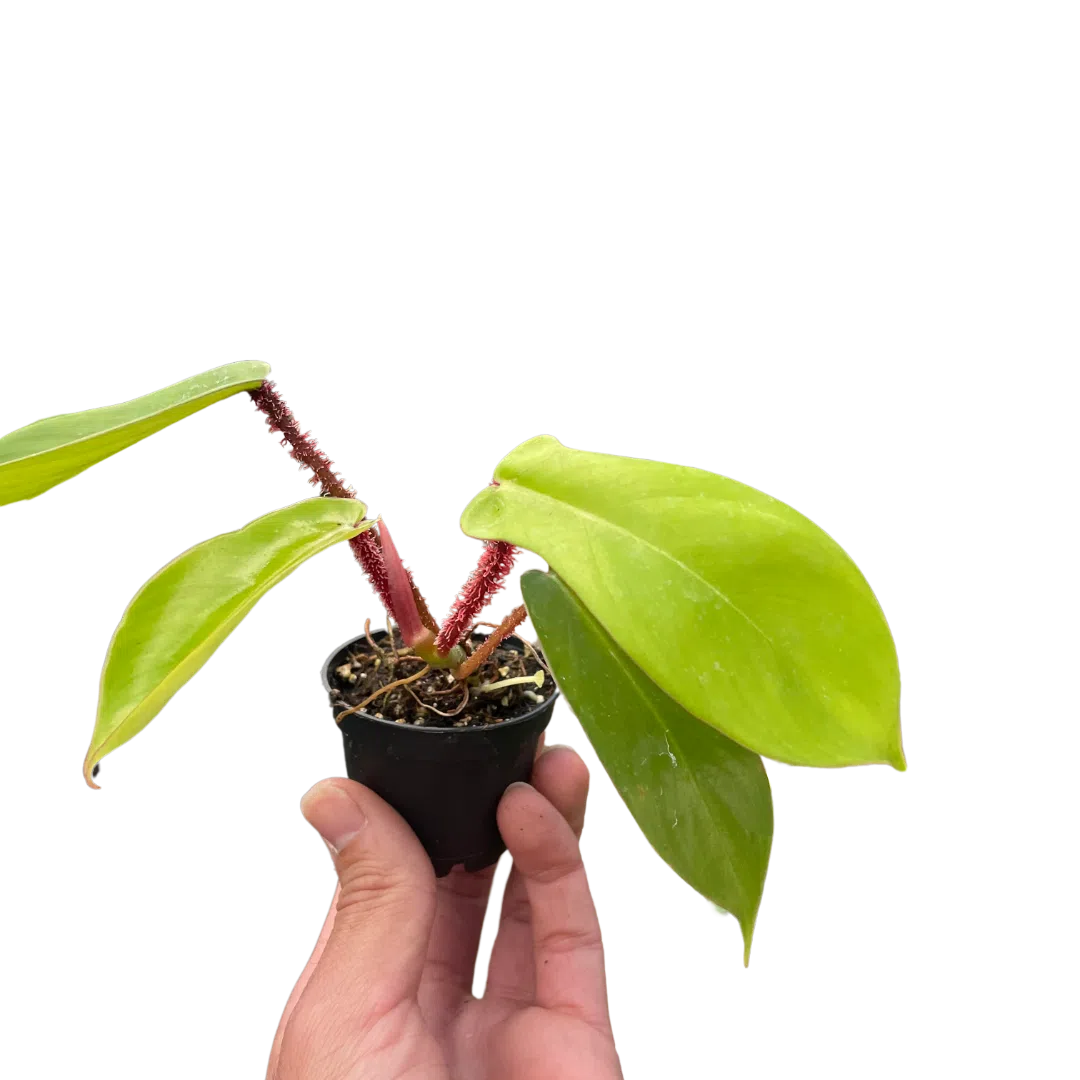 Philodendron 'Squamiferum'-Indoor Plants-American Plant Supply