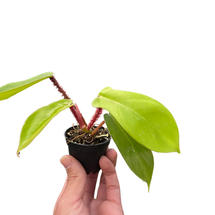 Philodendron 'Squamiferum'-Indoor Plants-American Plant Supply