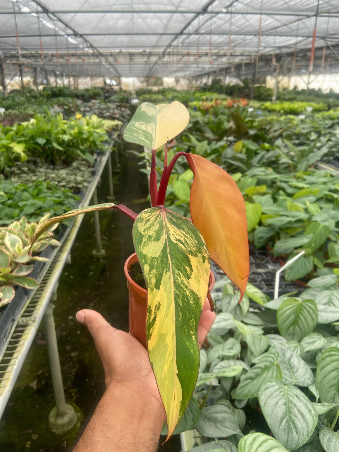 Philodendron 'Strawberry Shake'-Indoor Plants-American Plant Supply