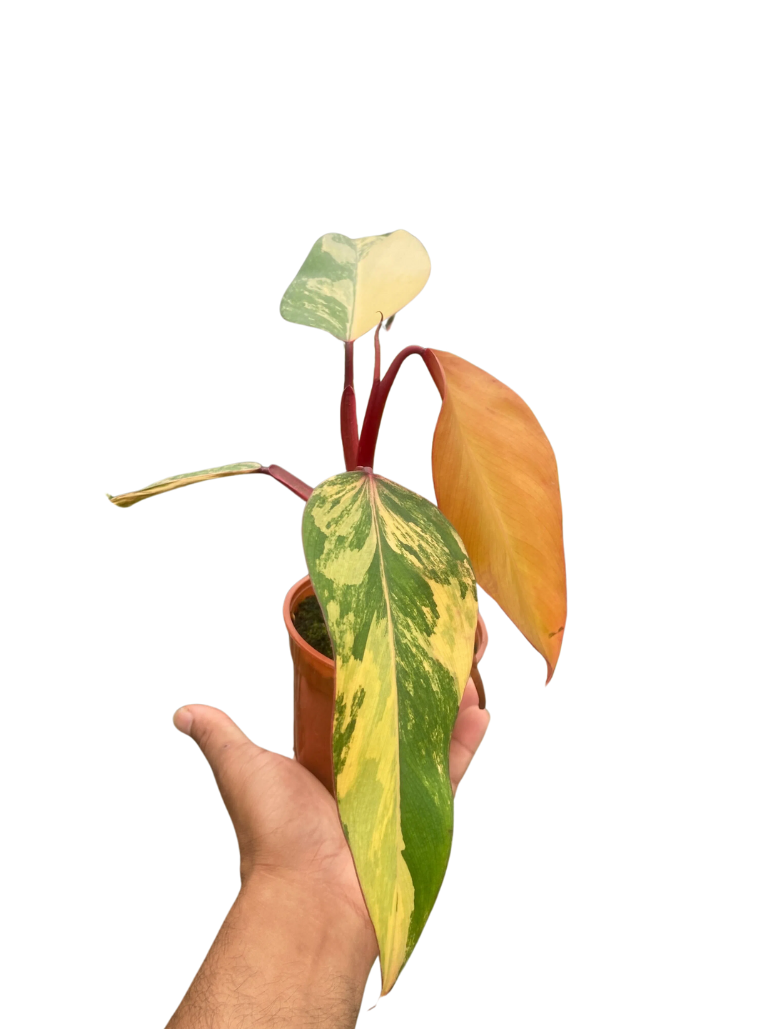 Philodendron 'Strawberry Shake'-Indoor Plants-American Plant Supply