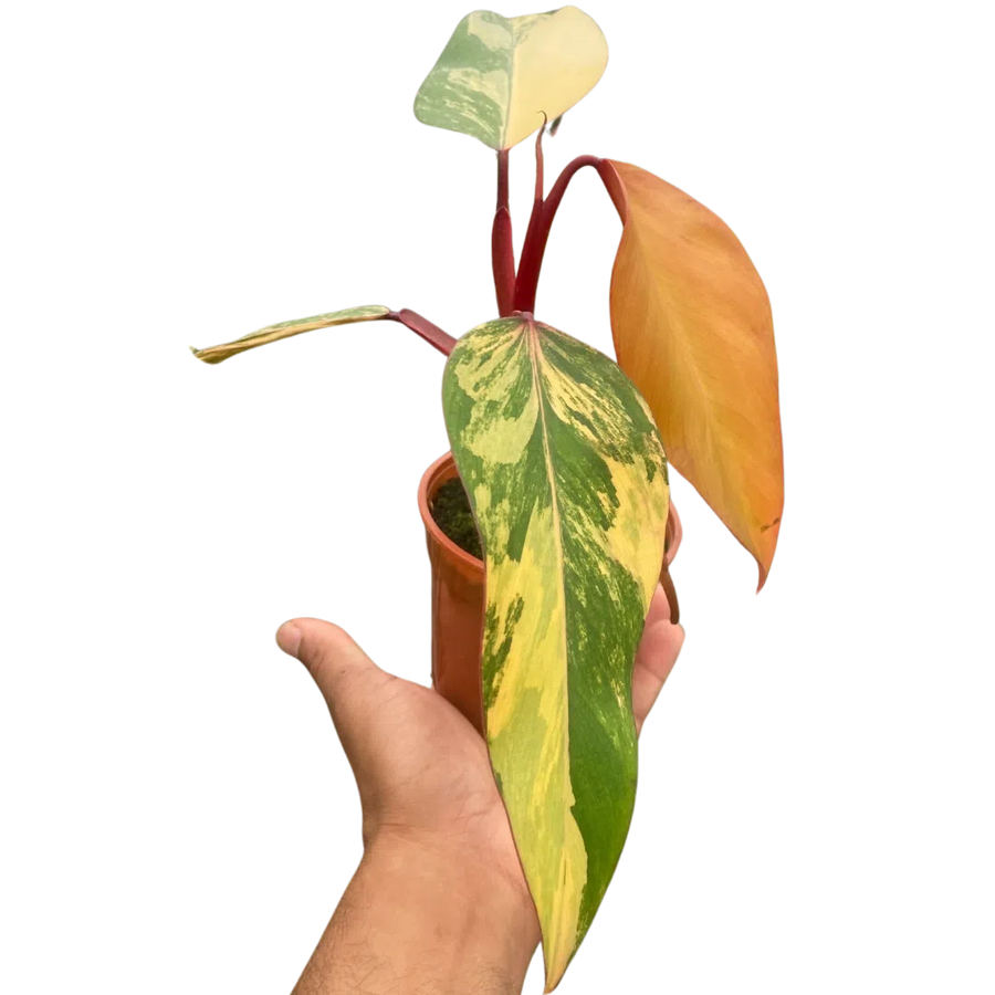 Philodendron 'Strawberry Shake'-Indoor Plants-American Plant Supply