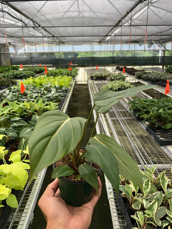 Philodendron 'Summer Glory'-Indoor Plants-American Plant Supply