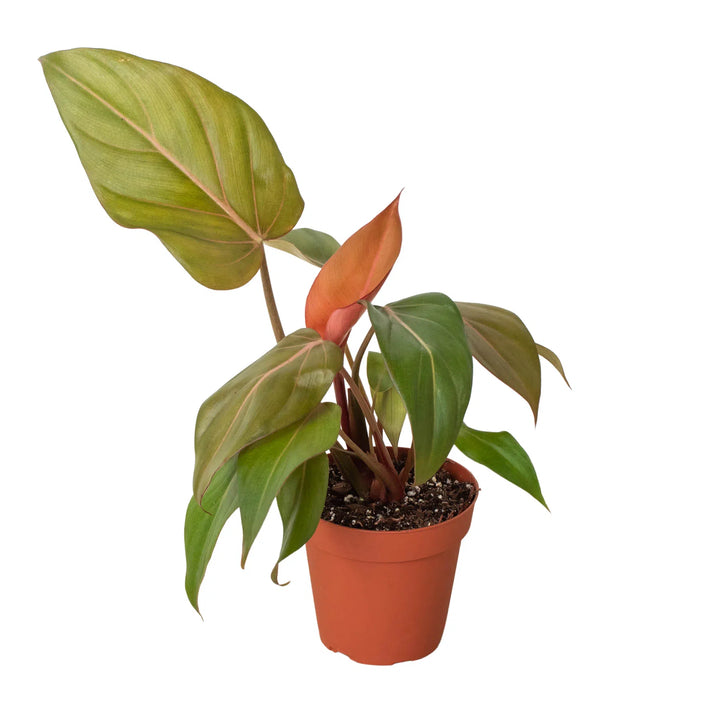 Philodendron 'Summer Glory'-Indoor Plants-American Plant Supply