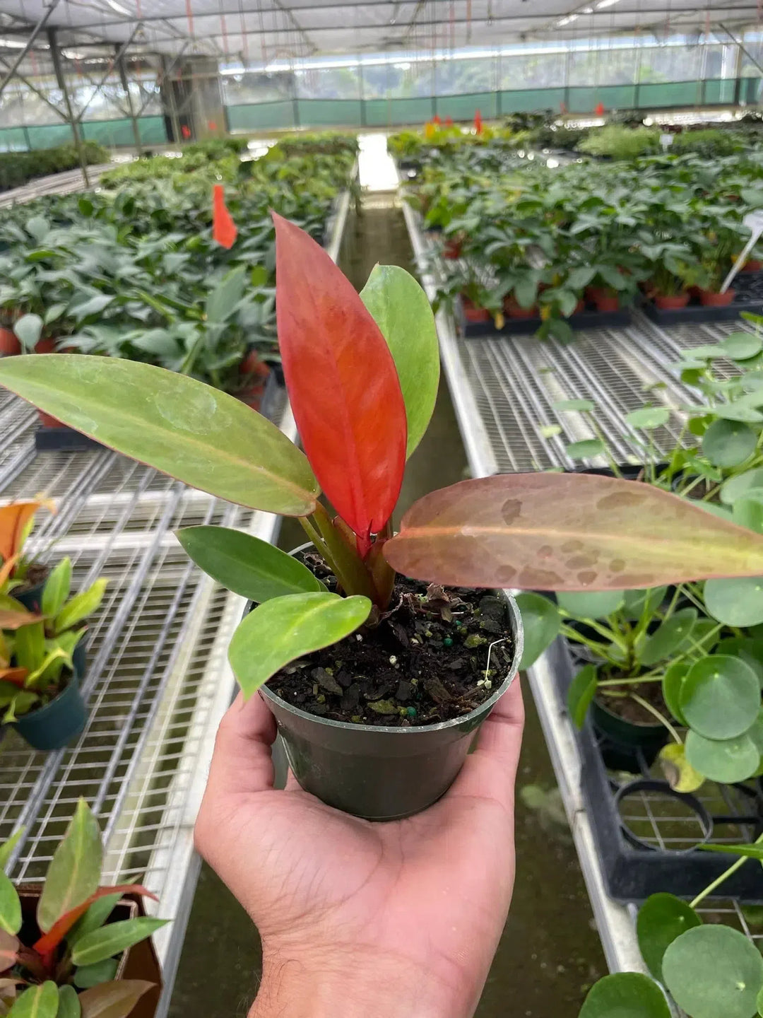 Philodendron 'Sun Red'-American Plant Supply