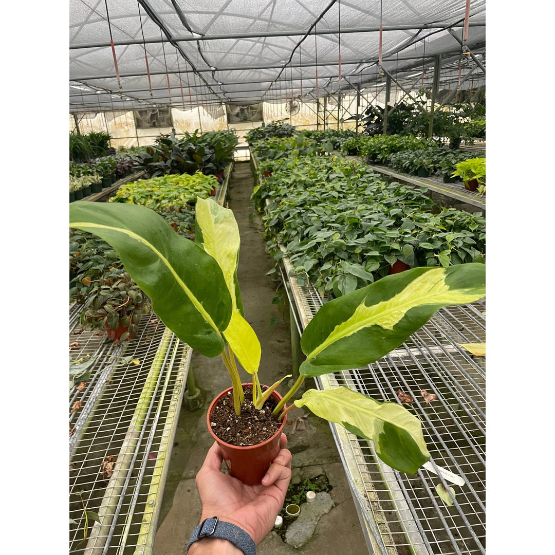 Philodendron 'Thai Sunrise'-Indoor Plants-American Plant Supply