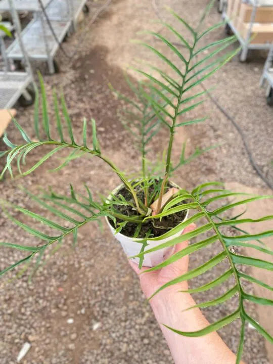 Philodendron 'Tortum'-Indoor Plants-American Plant Supply