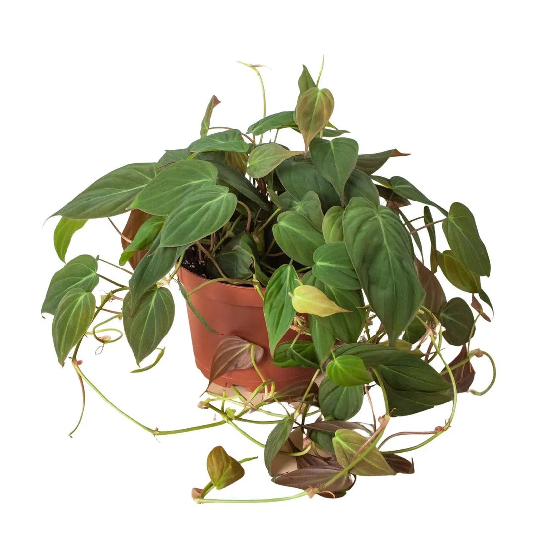 Philodendron 'Velvet'-4" Plant-American Plant Supply