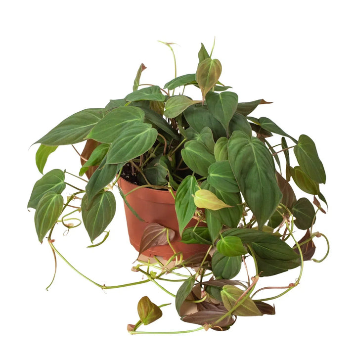 Philodendron 'Velvet'-4" Plant-American Plant Supply