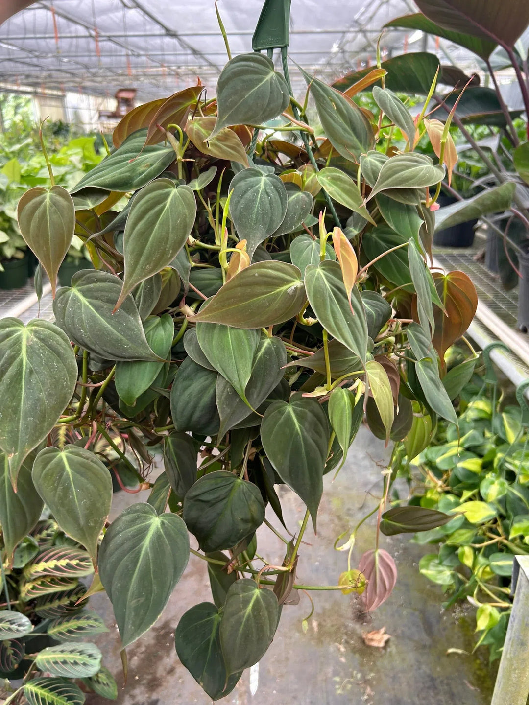 Philodendron 'Velvet'-4" Plant-American Plant Supply