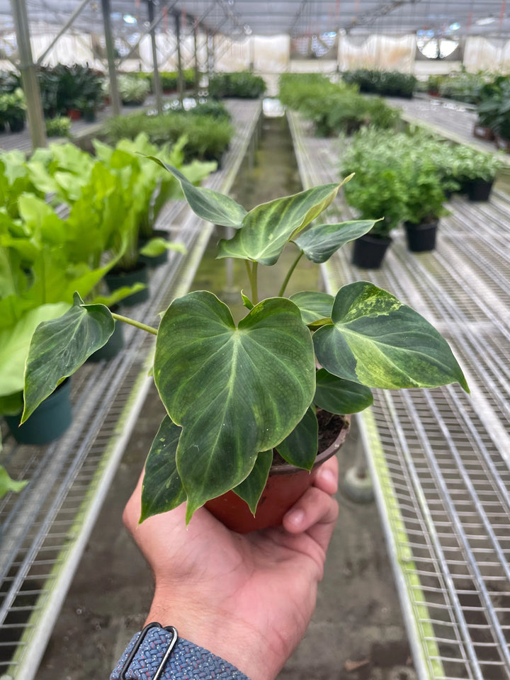 Philodendron 'Verrucosum'-Indoor Plants-American Plant Supply