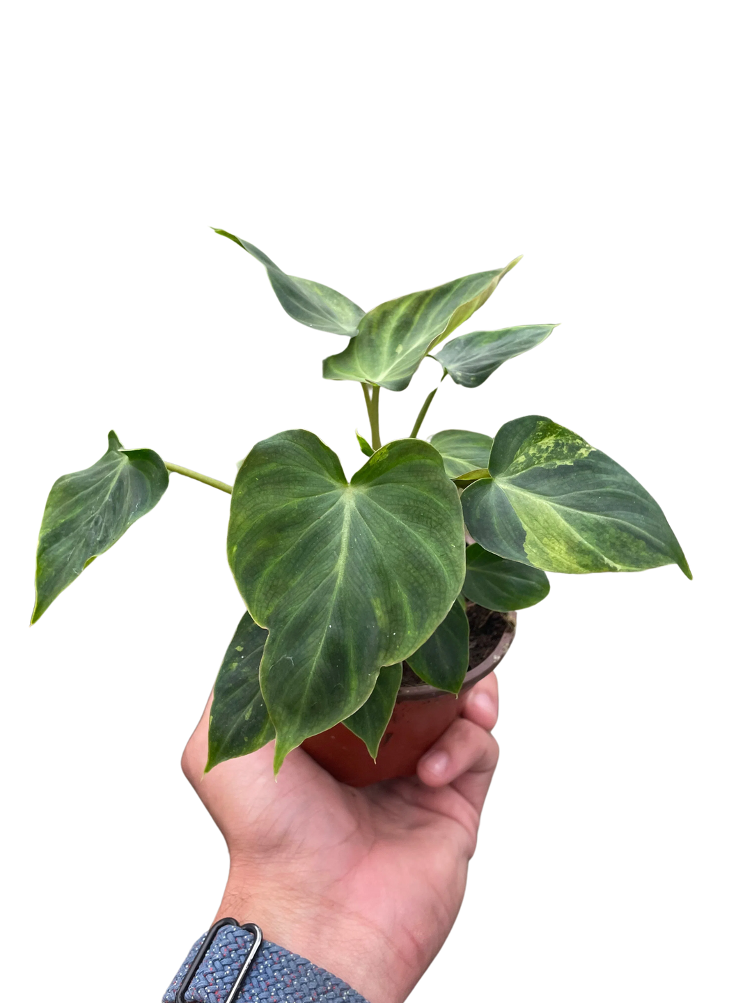 Philodendron 'Verrucosum'-Indoor Plants-American Plant Supply