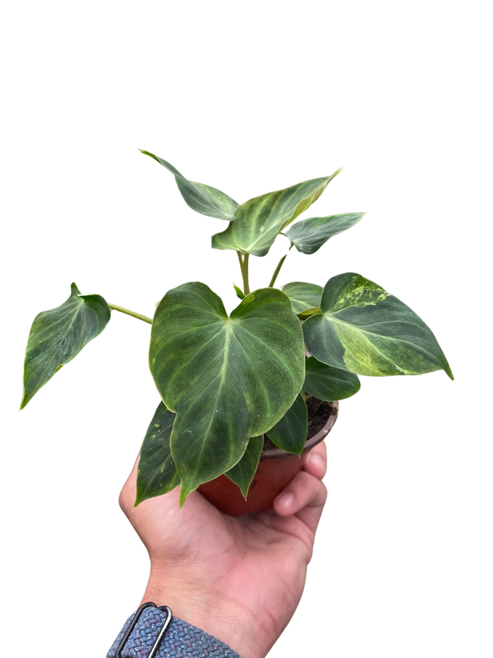 Philodendron 'Verrucosum'-Indoor Plants-American Plant Supply