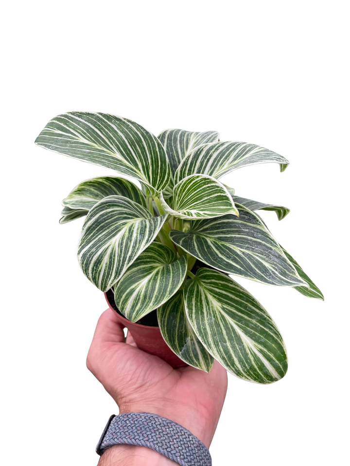 Philodendron White Measure-4" Plant-American Plant Supply