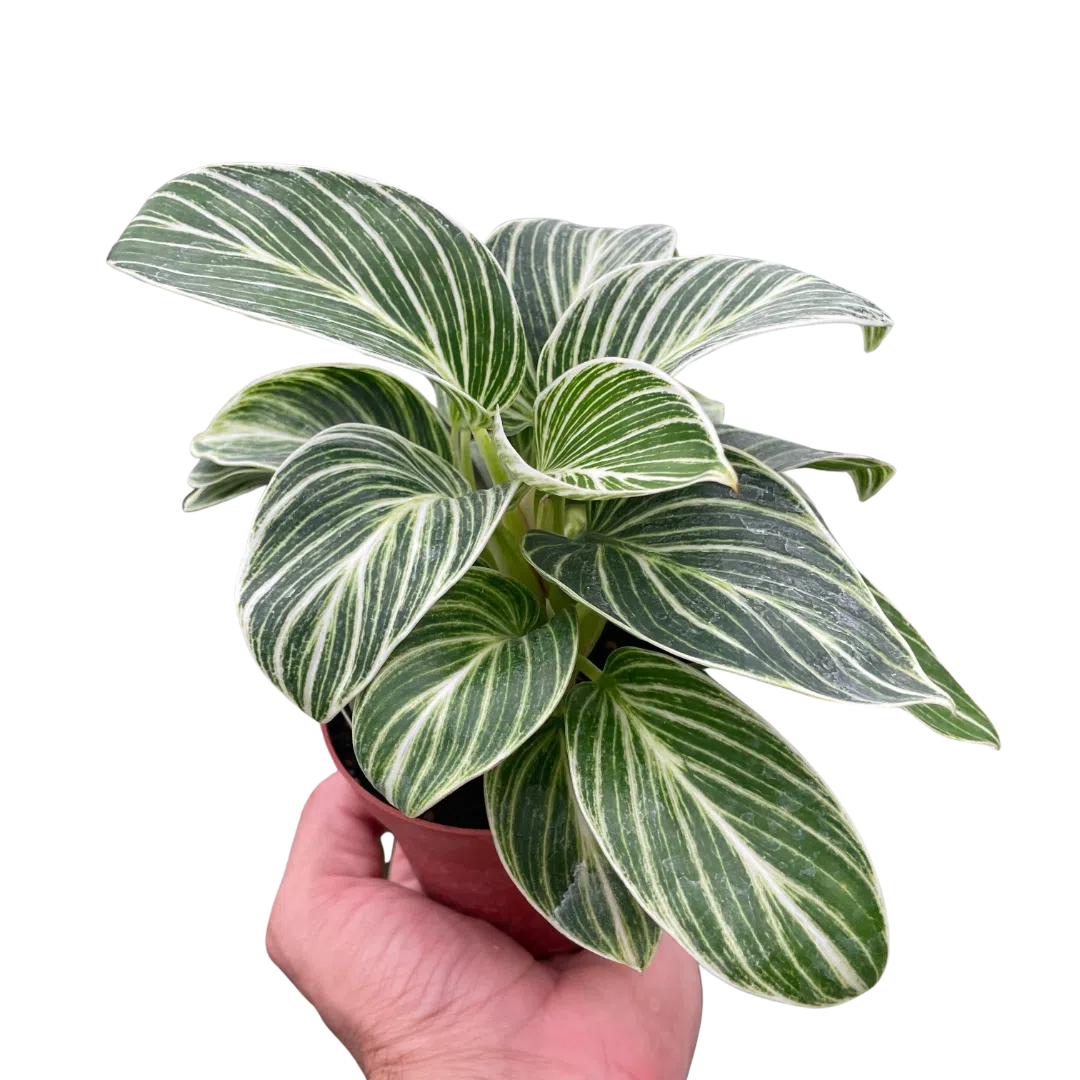 Philodendron White Measure-4" Plant-American Plant Supply