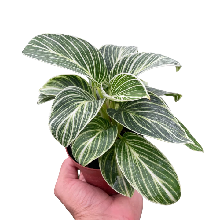 Philodendron White Measure-4" Plant-American Plant Supply