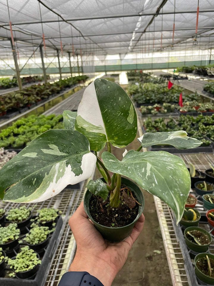 Philodendron 'White Princess'-Indoor Plants-American Plant Supply