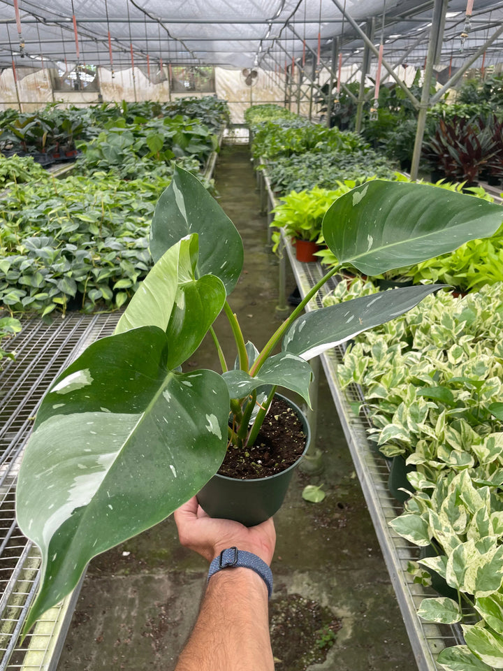 Philodendron 'White Princess'-Indoor Plants-American Plant Supply