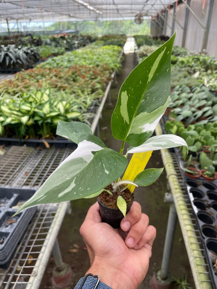 Philodendron 'White Princess'-Indoor Plants-American Plant Supply