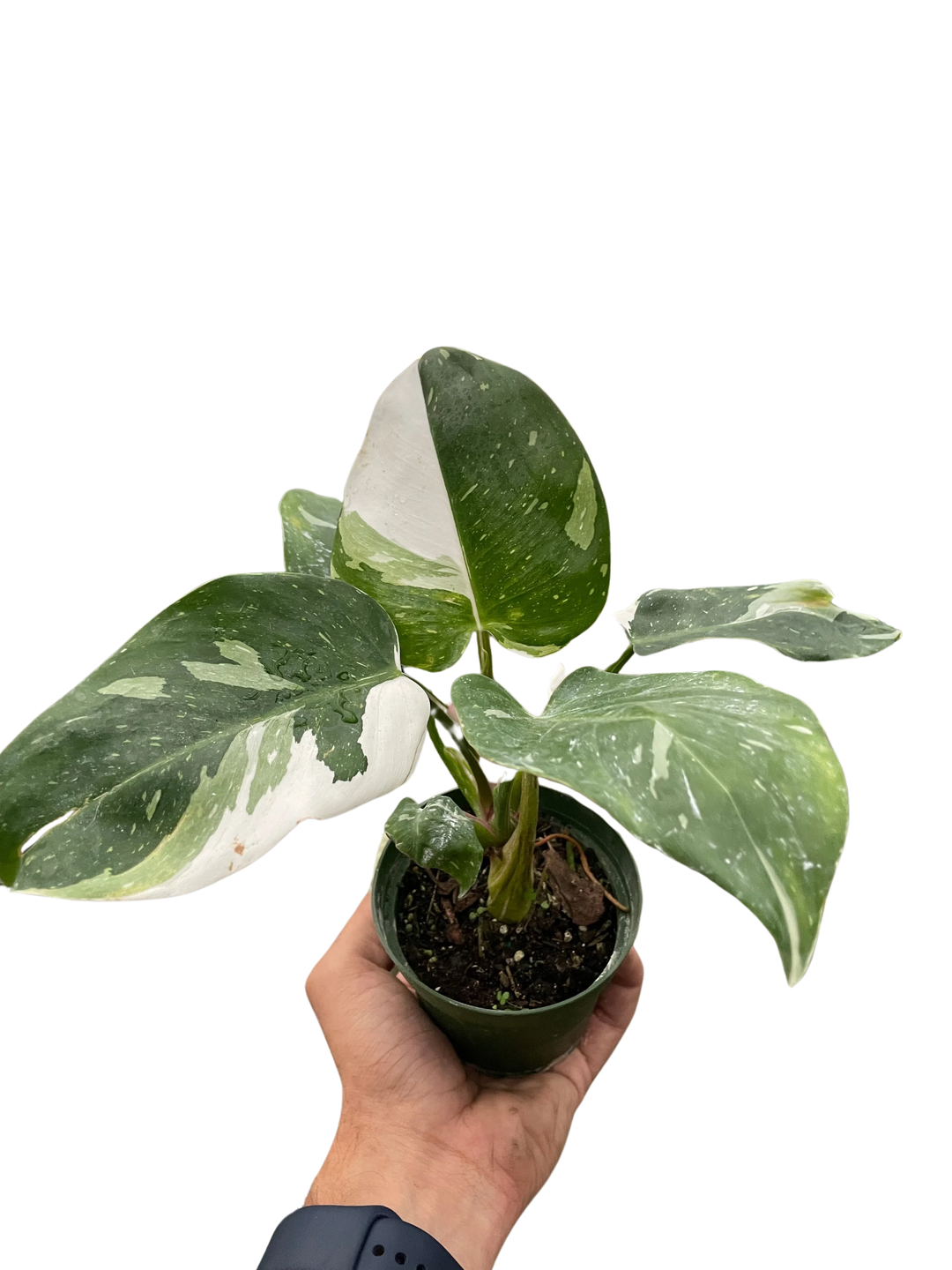 Philodendron 'White Princess'-Indoor Plants-American Plant Supply