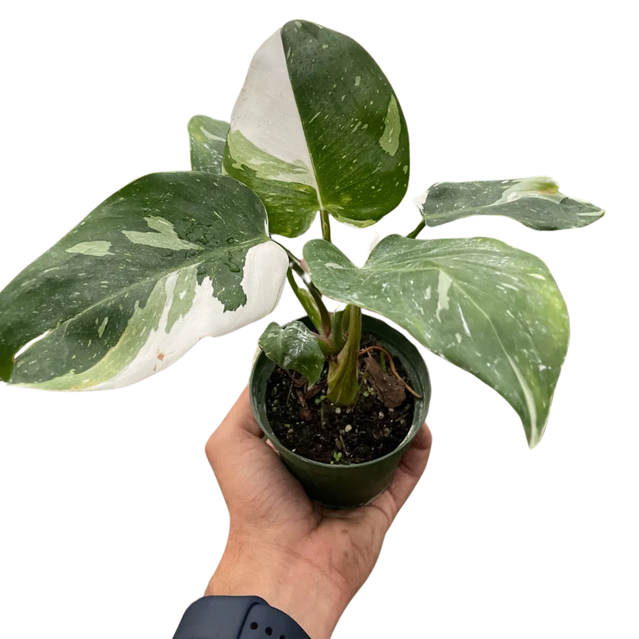 Philodendron 'White Princess'-Indoor Plants-American Plant Supply