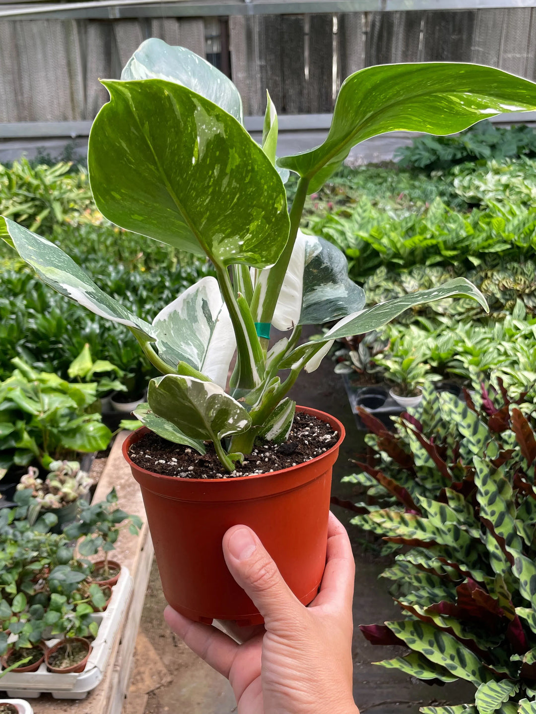 Philodendron 'White Wizard'-Indoor Plants-American Plant Supply